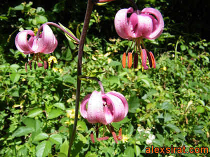 Lilium Martagon Val d'Aran